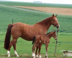 Zuchtstute Jypsie de Semilly (Selle Français, 1997, von Calypso d'Herbiers)