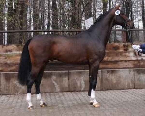 stallion Don Havidoff (Westphalian, 2006, from Don Schufro)