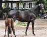 broodmare Cara Admira (Trakehner, 2009, from Heraldik xx)