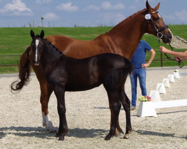 broodmare Coco Chanel (Oldenburg show jumper, 2015, from Corlani)