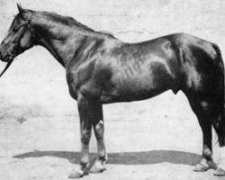 stallion Ton Bonheur (Selle Français, 1963, from Orient)