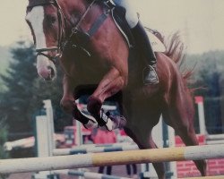 broodmare Pia (Westphalian, 1992, from Paradiso)