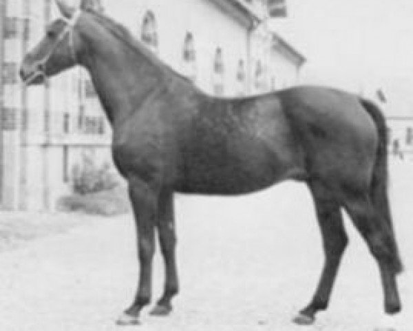 stallion Histrion (Selle Français, 1973, from Ukase)