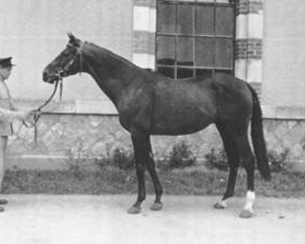 stallion Harphortas xx (Thoroughbred, 1939, from Amfortas xx)