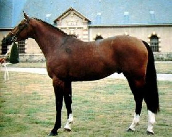 stallion Veneur de Baugy (Selle Français, 1987, from Grand Veneur)
