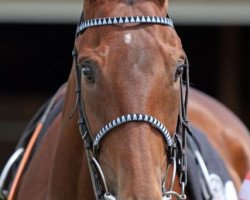 jumper Shamrock xx (Thoroughbred, 2009, from Desert Prince xx)