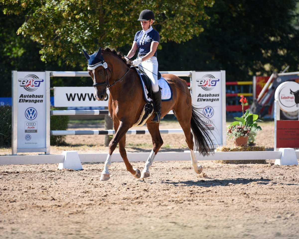 dressage horse Einstein 167 (Westphalian, 2009, from Estobar NRW)