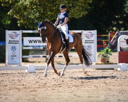 dressage horse Einstein 167 (Westphalian, 2009, from Estobar NRW)