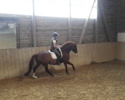 dressage horse Broadway 32 (Hanoverian, 2010, from Belissimo NRW)