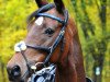 jumper Rabauke 60 (Trakehner, 2008, from Waitaki 31)