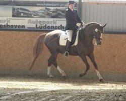 dressage horse Niccolino (German Riding Pony, 1997, from Hogewald's Nant)