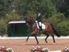 dressage horse Rocher O (Danish Warmblood, 2006, from Glock's Romanov)