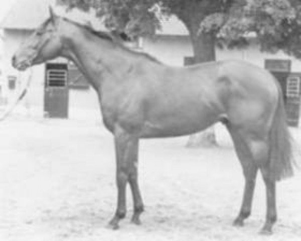 stallion El Toro xx (Thoroughbred, 1968, from Night and Day xx)