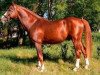 stallion Paks Hadfi-4 (Hungarian Warmblood, 1986, from 1465 Orosháza Hadfi-5)