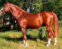 stallion Paks Hadfi-4 (Hungarian Warmblood, 1986, from 1465 Orosháza Hadfi-5)