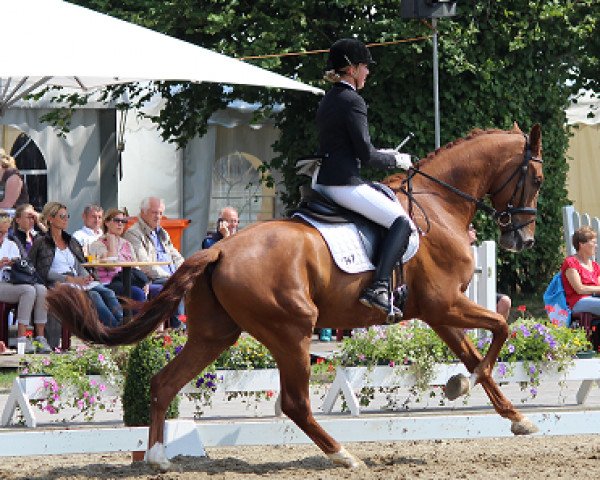 dressage horse Vincenziano (Westphalian, 2012, from Vitalis)