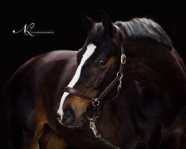 dressage horse Silver 316 (Westphalian, 2010, from Show Star)