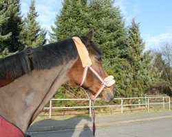 dressage horse Restelle (Hannoveraner, 2000, from Rosentau)