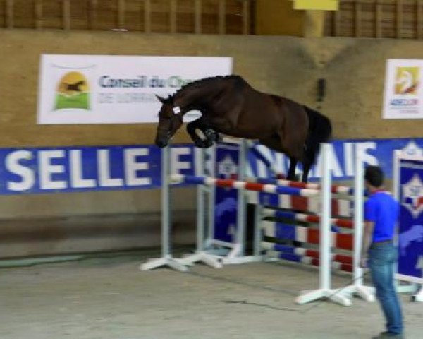 jumper Dubai de Talma (Selle Français, 2013, from Thunder van de Zuuthoeve)