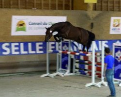 Springpferd Dubai de Talma (Selle Français, 2013, von Thunder van de Zuuthoeve)