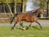 broodmare Ceetha (Oldenburg, 2002, from Grundstein I)