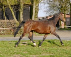 broodmare Ceetha (Oldenburg, 2002, from Grundstein I)