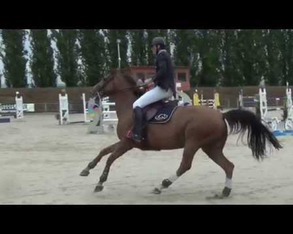 broodmare Velleda de Talma (Selle Français, 2009, from Dollar du Murier)