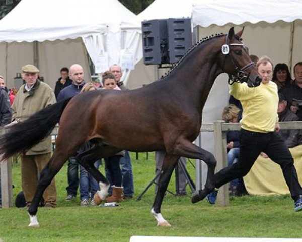 stallion Fiamingho Ms (Rhinelander, 2013, from Fürstenball)