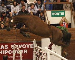 Springpferd Vasco de Talma (Selle Français, 2009, von Calvaro Z)