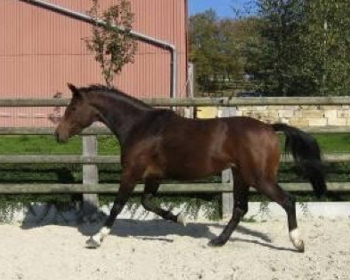Zuchtstute Pepite de Talma (Selle Français, 2003, von Contender)