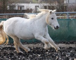 dressage horse Lissy 362 (Shetland B (about 107-117), 1999)