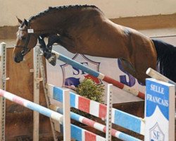 stallion Toulouse de Talma (Selle Français, 2007, from Diamant de Semilly)