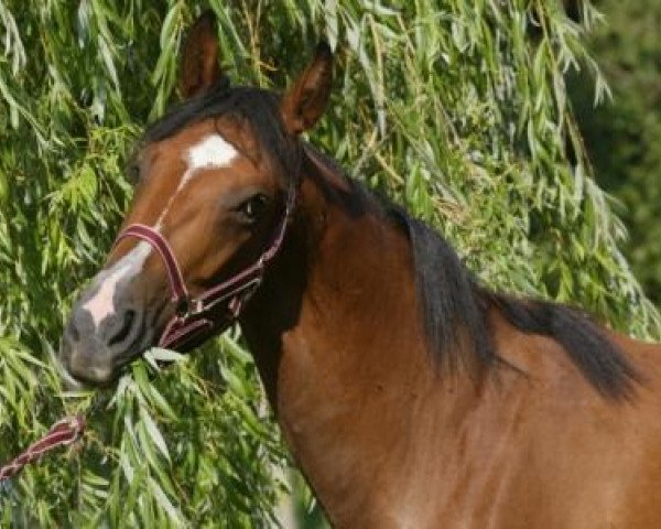 broodmare Perine du Moulin (Selle Français, 2003, from Quick Star)