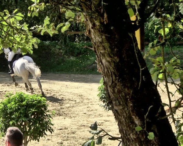 Reitturnier Walldorf/Winterheck 2019