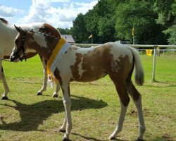 dressage horse Sonnentanz GS (German Riding Pony, 2016, from Rheingold)