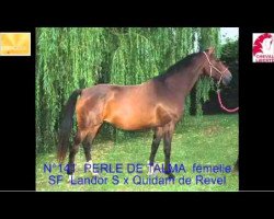 broodmare Perle de Talma (Selle Français, 2003, from Landor S)