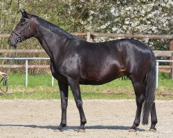 broodmare Summer Hit 3 (Hanoverian, 2004, from Sandro Hit)