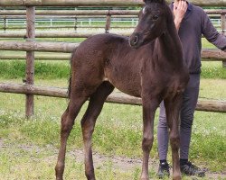 horse Fürst Sandro (Oldenburger, 2016, from Fürsten-Look)