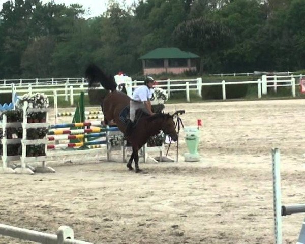 horse Sirocco de Talma (Selle Français, 2006, from Jeff D'Or)