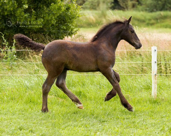 horse Fritz (Palatine Ardennes Draft, 2016, from Eldorado L.H.)