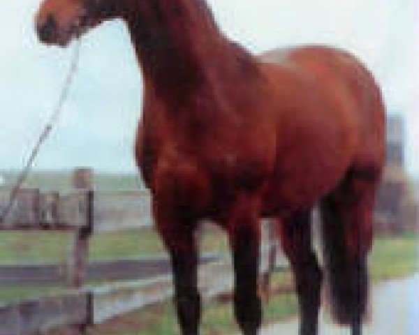 stallion Corrado G (Oldenburg, 1990, from Corlando)
