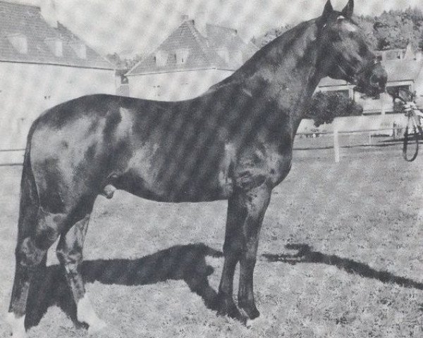 stallion Dukat (Hanoverian, 1969, from Duft II)