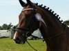 dressage horse Su Pa Kani von Hellör (Hanoverian, 2011, from Stedinger)