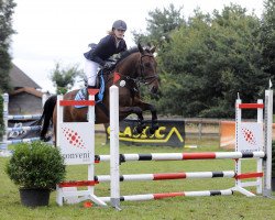 jumper Sky of Sirius (German Warmblood, 2011, from Shadow Jumper)