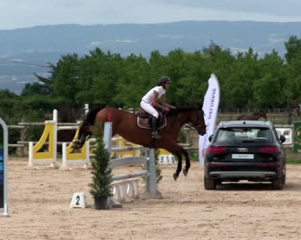 jumper Topmodel du Gonge (Selle Français, 2007, from Jeff D'Or)