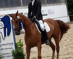 dressage horse Le Filou 31 (Westphalian, 2010, from Le Beau)