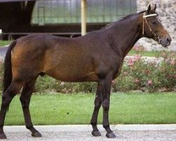 stallion Gaverdi x (Anglo-Arabs, 1972, from Verdi xx)