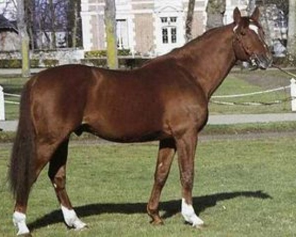 stallion Jabad (Selle Français, 1975, from Surioso de Ver)