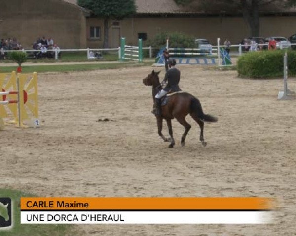 Pferd Une Dorca D'Heraul (Selle Français, 2008, von Jeff D'Or)
