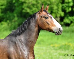 stallion Gentleman Platiere (Selle Français, 1994, from Jalisco B)